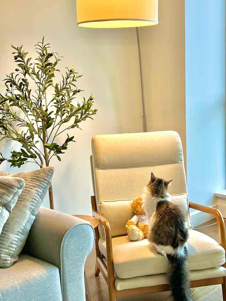 Natural-toned living room featuring beige armchair, gray sofa, faux olive tree plant and a cat creating cozy atmosphere