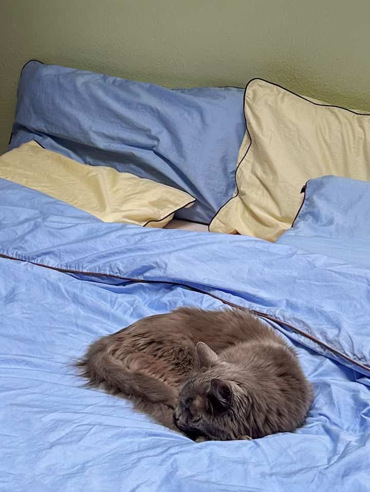 Blue and beige toned bedroom featuring a curled-up gray cat resting on a blue duvet cover