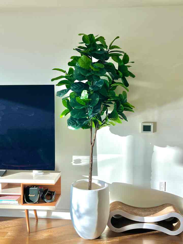 Bright living room with white walls and wooden floor featuring a large artificial fiddle leaf tree and a pet scratch lounge