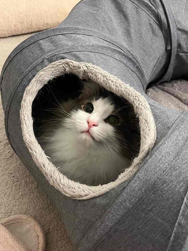 Neutral-toned interior featuring a cat resting inside a gray fabric cat tunnel