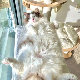 ✨ Sunday Reset for a Fresh Start – Our Cozy Cat Corners
Sundays are for slowing down, resetting the space, and creating a cozy, peaceful home for everyone — including our furry family members. 🐾✨
In our library nook, I love tidying up the Happy & Polly cat tree and wiping down the window perch — it’s the perfect sunlit spot for the cats to nap while I reset the room with a light vacuum and fresh air. 🌿🪟
I also make sure the cat water fountain is clean and full — a little ritual that keeps our kitties happy and healthy. Hydration is key for them too! 💧
And of course, the Costco grey tunnel always makes its way out on the weekends. It’s the ultimate entertainment for our cats, and when it’s time to tidy up, it folds neatly away, keeping the space minimal and clutter-free. 🧹✨
A clean home makes room for peace, plants, and lots of soft lighting. Here’s to a fresh start for the week ahead! 🌸☀️
#SundayReset #CleanSpaceClearMind #CozyCatCorner #CatFriendlyHome #MinimalDecor #SoftLightingVibes #CatTunnelFun #HappyAndPolly #NeutralHomeVibes #CatLife #PetParentGoals #WeekendVibes #LivingWithCats #SmallSpaceLiving #SundayRoutine #CozySpaces #PlantCorner #TidyHomeTidyMind #SimpleJoys #WeekendReset