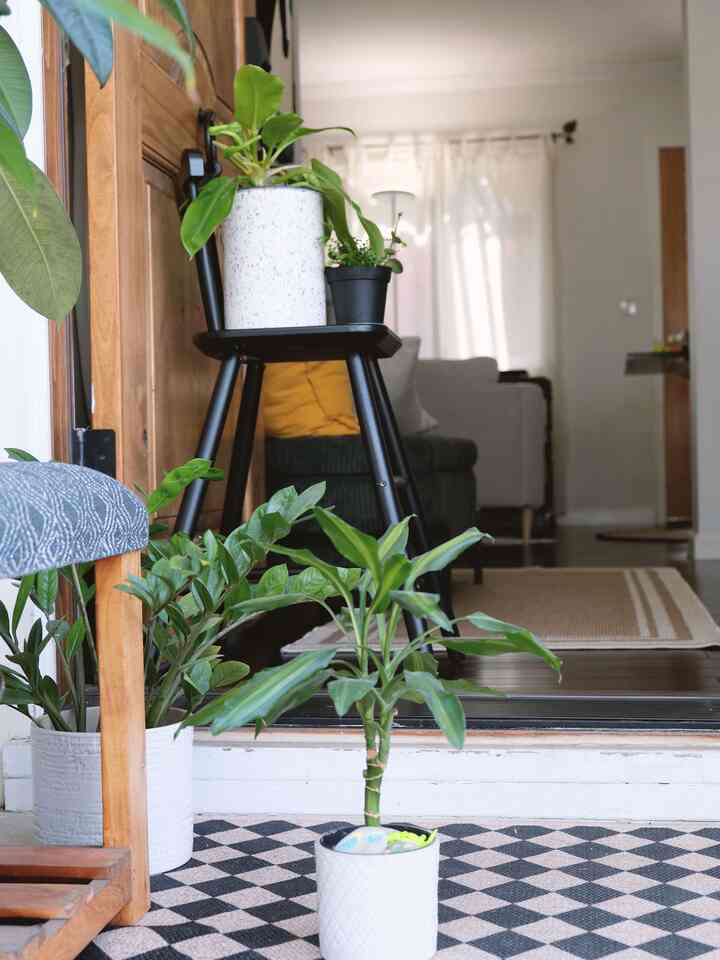 Every week or two, I love to give my plants some porch time for a good watering and dry-out. It's the perfect excuse to run the vacuum and get some fresh air flowing through the house simultaneously – totally multi-tasking my Sunday Reset!

#plantbutler #plant #plantinterior #PlantDeco #plantinterior #plantbutler #plants #plantdiary #plantstand #entranceinterior #entrance #entrancehall #entrancedesign #entrancehallwayinterior #hallwayinterior #porchfloor #porch