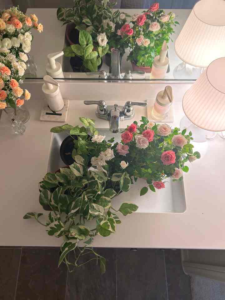 Morning shower time for my plants🪴🌱
#bathroom #bathroominterior #plantinterior 
#morning 