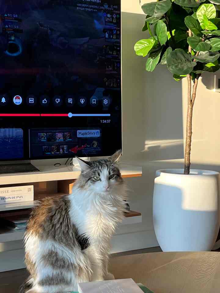 White and brown toned living room TV nook featuring a cat and large potted plant with cozy atmosphere
