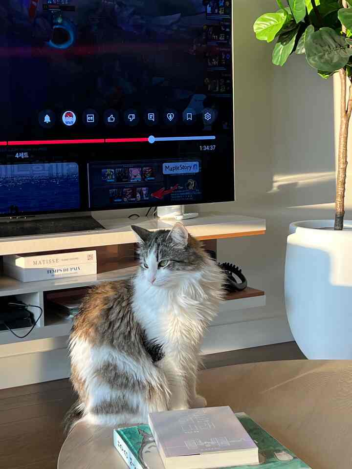 🛋️🐾 My House, My Cozy Corner
This is one of my favorite little corners at home — the TV sofa nook where everything just feels extra soft, lived-in, and me.

There’s a big coffee table right in front, perfect for stacking books I’m currently reading (or meaning to read 😅). It’s where I wind down at night with a show, a snack, or just some quiet time with low lighting and no rush. ✨📚

But let’s be honest — this spot isn’t just mine. It’s also my cat’s favorite hangout. They always jump up next to me, stare with those big eyes, and basically demand my full attention 😻 It’s like our unofficial meeting place.

It’s not the fanciest corner, but it’s one that feels the most like home.

#itsmyhouseandilivehere #cozycorners #tvnook #catfriendlyhome #apartmentaesthetic #apartmenttour #interiorstyle #homewithcats #calmspaces #readingcorner #coffeeandcats #petparentlife #livingroominspo #homevibes #softminimalism #neutralhome
