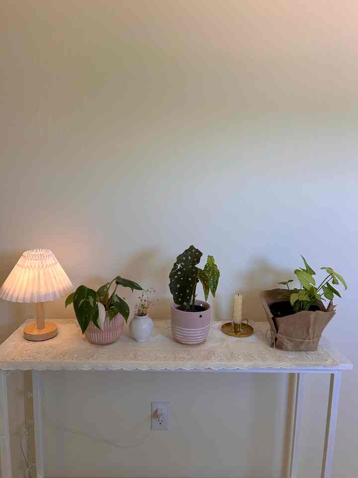 White Princess and Waterdrop Begonia — the newest members of our hallway family, brought home from the plant shop just yesterday. They’re already bringing quiet magic to the space🌿
#Planterrier #plantshelf #plant #PlantDeco 
#hallway