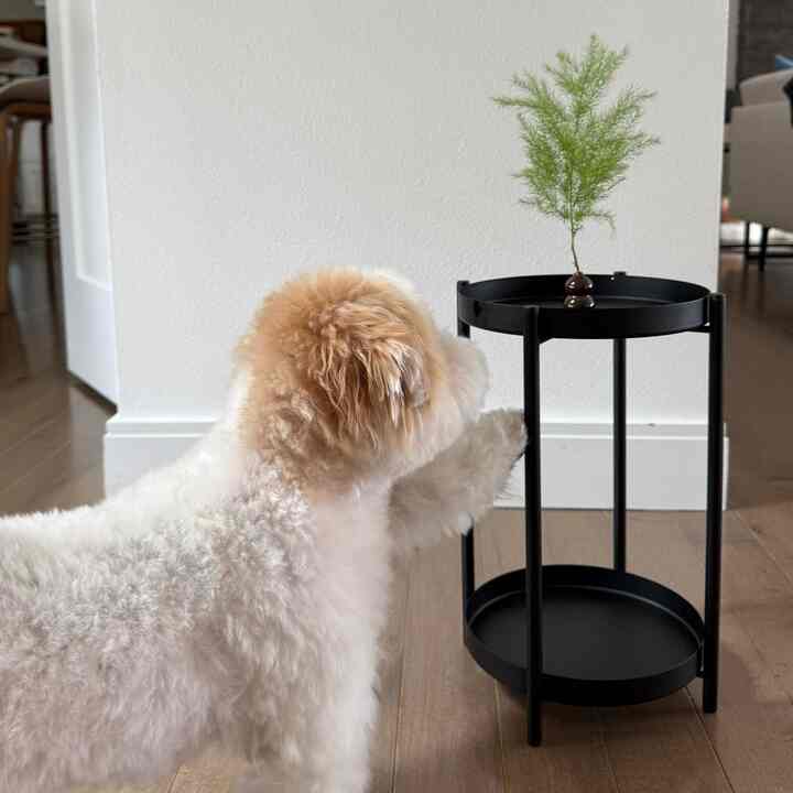 New Chantilly cream walls. Black table. Micro vase. #ikea #fermliving #walkcolor