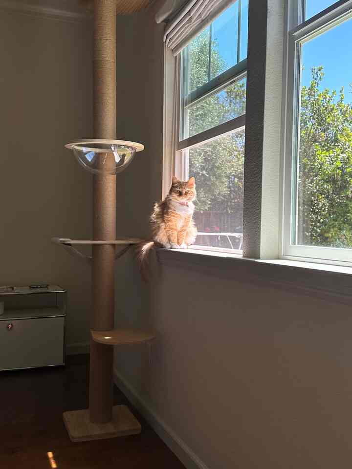 Interior kamar tidur yang hangat dan nyaman untuk 🦁✨ 
#kamartidur #bedroominterior #cattoilet #cathouse #catinterior