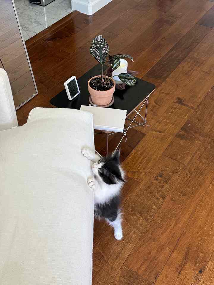 Wood tone flooring living room with a light-colored sofa and a cat clinging to the sofa edge