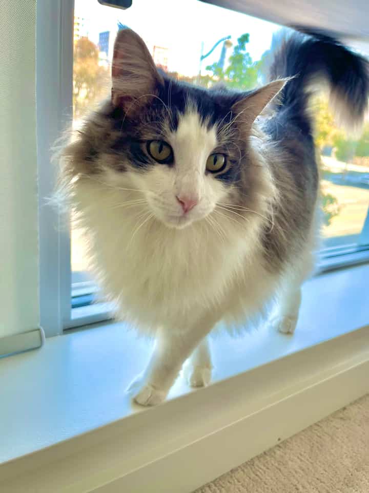 Tagged posts featuring Motorized Smart Roller Blinds 3