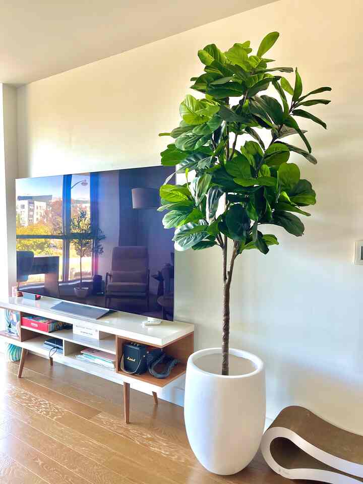 ☀️ Summer-Ready Spaces – Green, Bright & Breezy Living Room 🌿📺
Our living room is feeling extra fresh and summer-ready with a few simple touches that completely elevate the vibe.

The star? This 7 ft faux fiddle leaf fig tree in a clean white ceramic pot — it adds a big burst of green without any of the upkeep, and makes the whole space feel lighter and brighter. ✨

Paired with our modern white & wood TV stand, it gives off that perfect calm + minimal aesthetic. And yes, our cat’s favorite scratcher lives here too — because no room is complete without something for the furry roommate. 🐾

It’s giving: breezy, relaxed, and totally in season.

#SummerReady #SummerRefresh #LivingRoomVibes #FauxFiddleLeaf #NeutralLivingRoom #PetFriendlyDecor #TVZoneGoals #HomeWithCats #StyledSpaces #SummerStyle #GreenCorner #MinimalHome #WhiteAndWood #CozyCorners #ModernDecor #HomeInspo
