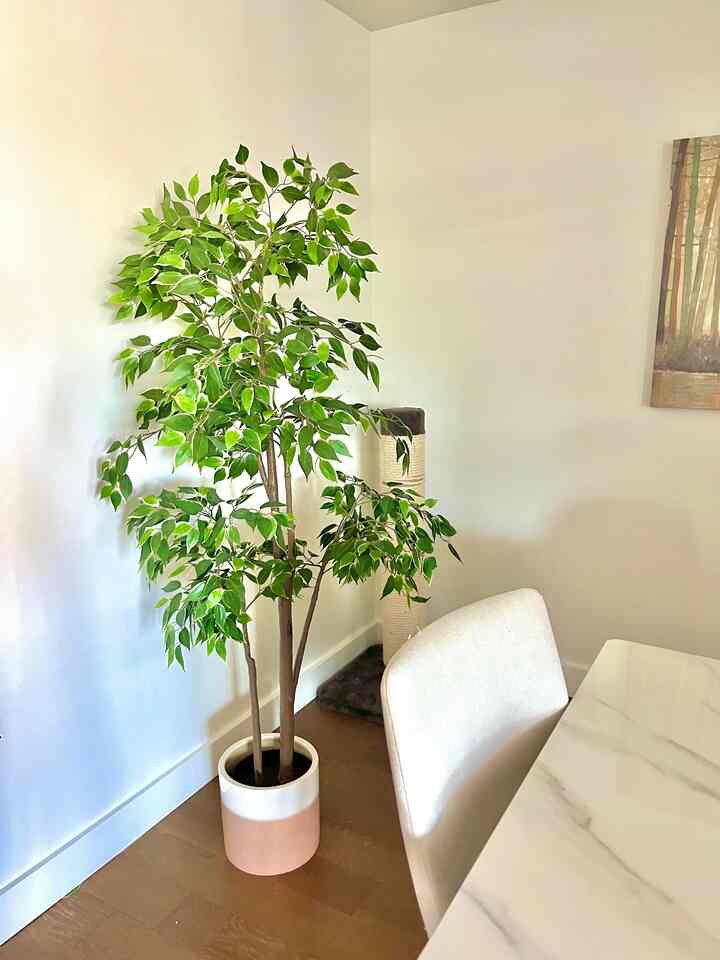Bright living room corner with white walls and brown wood floor, featuring a large plant and cat scratching post for a cozy atmosphere