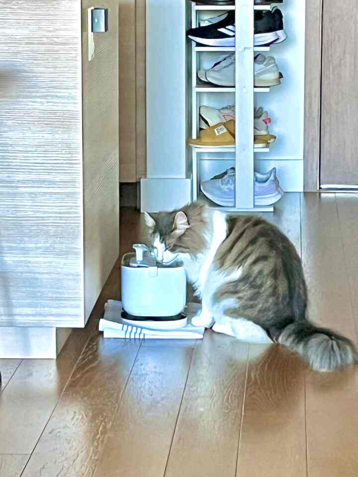 White and wood tone entrance featuring shoe cabinet and cat water fountain in a minimal, cozy setting