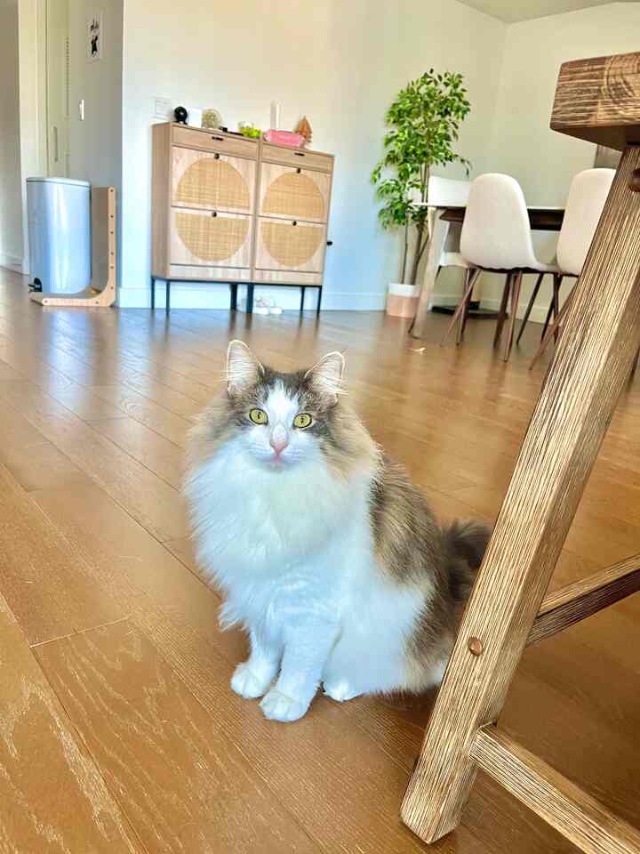 Natural wood tone entrance with plant and cat, featuring clean and cozy pet-friendly atmosphere