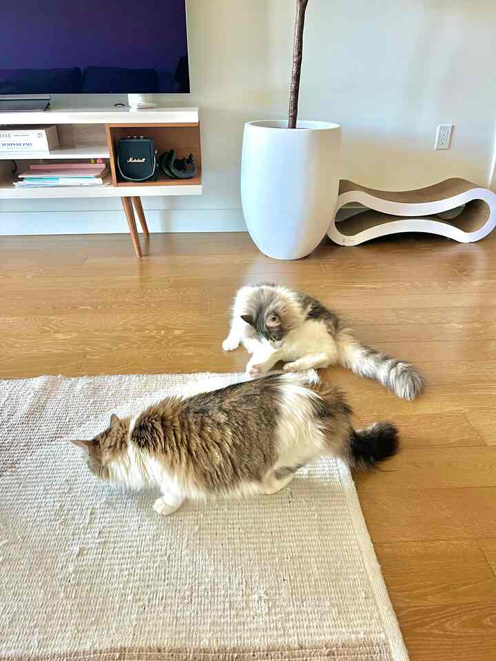 Wood tone flooring and white walls living room featuring a large planter and two cats with a cozy atmosphere