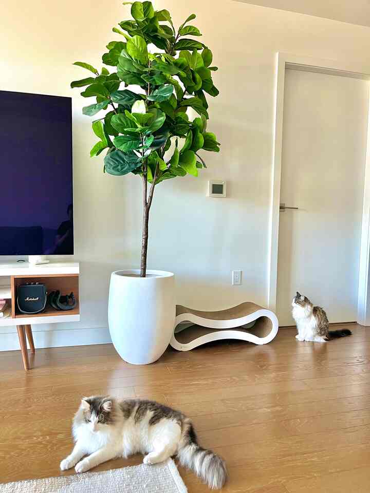 Natural color and white living room featuring a large faux plant, cat scratcher, and two cats in a cozy setting