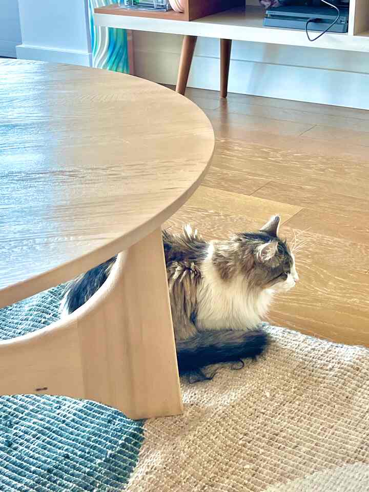 Natural wood tones and natural color living room with coffee table and rug where a cat lounges comfortably