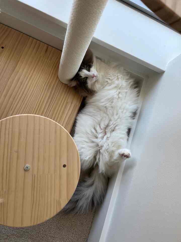 Tagged posts featuring Motorized Smart Roller Blinds 2