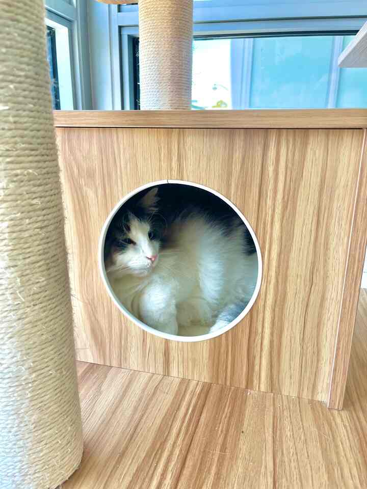Wood tone dominant space featuring a cat resting comfortably inside a cat tower, creating a cozy environment