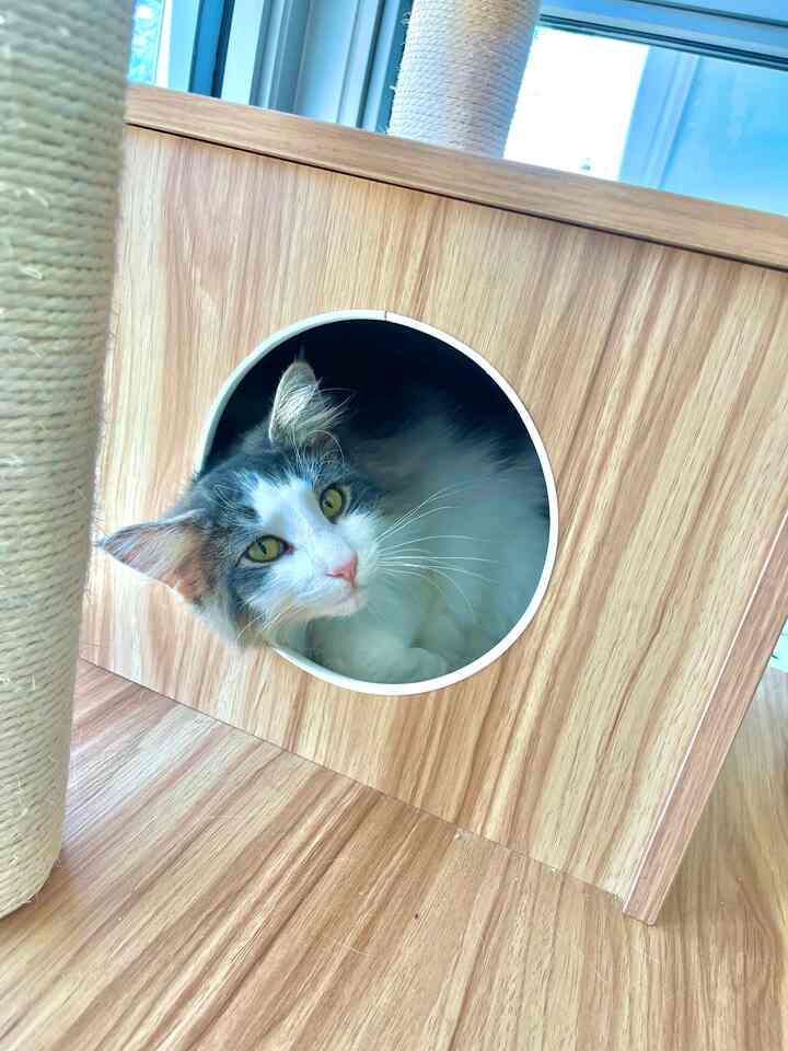 Natural wood-tone living room featuring Amazon Tangkula cat tower with cat comfortably inside, showcasing a simple, cozy space