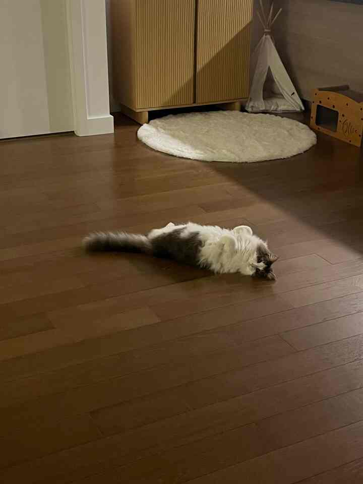 Warm brown floor living room with beige cabinet featuring white round rug and cat toys arranged in the corner