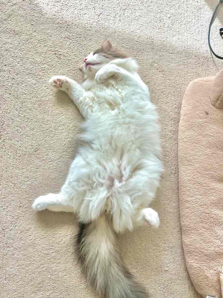 Beige-toned living room floor featuring a fluffy white cat lying down, creating a cozy atmosphere