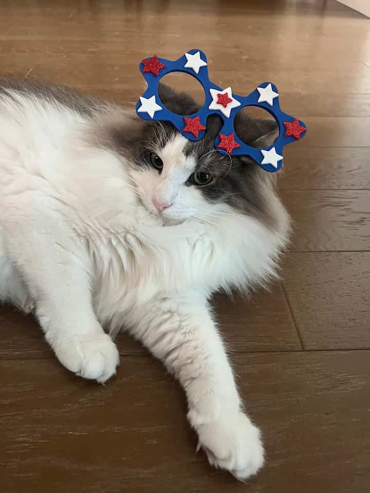 🎆 July 4th Decor – Ready to Celebrate with Paws & Party Glasses! 🐾🇺🇸
Our furry friend is fully embracing the holiday spirit with these DIY July 4th party glasses — because why should humans have all the fun? 😹✨

Whether you’re hosting a BBQ or just chilling at home, adding a little festive flair (even for your pets!) makes the day feel extra special. Here’s to red, white, blue, and plenty of cozy moments with the whole family!

#July4thDecor #July4Vibes #FestiveAtHome #FourthDecor #PawsAndParty #HolidayPets #DIYPartyGlasses #FurryFriends #July4thReady #PetParty