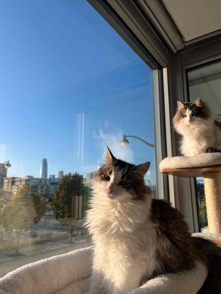 Natural-toned living room space with bright natural light by window featuring two white and brown fluffy cats