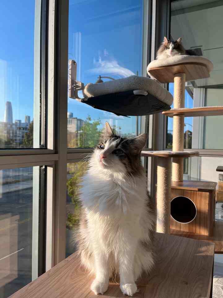 ☀️ Summer-Ready Spaces – Zoom Calls & Window Watchers 🐾💻🌿
Working from home means sharing my Zoom desk with these two little supervisors 🐱🐱 — lounging nearby and keeping an eye on the world outside from their perch on the Tangkula cat tree.

This setup blends productivity with cozy vibes, natural light, and a dash of feline curiosity — the perfect summer home office scene.

How do your furry coworkers brighten up your work-from-home days?

#SummerReady #WorkFromHomeVibes #CatCoworkers #TangkulaCatTree #ZoomDeskViews #PetFriendlyHome #CozyWorkspaces #LivingWithCats #SummerAtHome #FurryRoommates #StyledSpaces #HomeOfficeGoals

