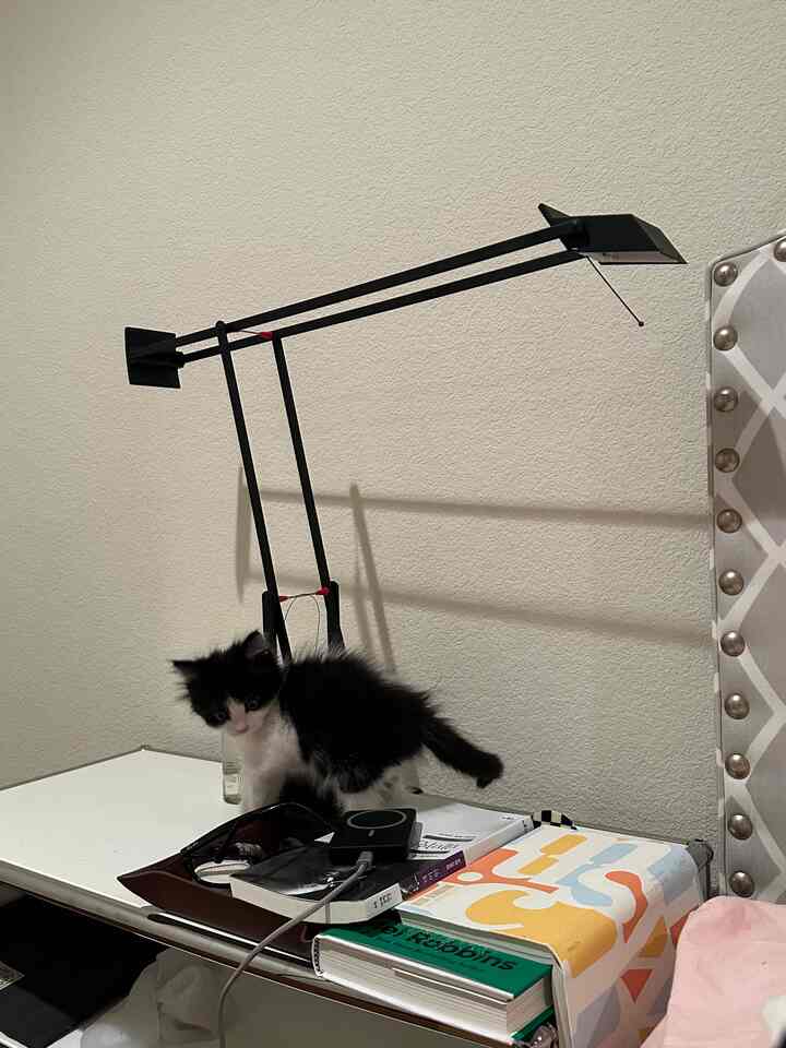 My foster cat's heaven 🦁🤍
#catinterior #artemide #bedroominterior 