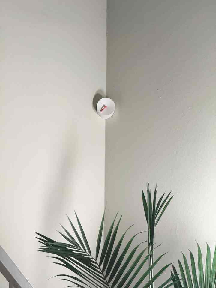 Natural tone white walls and ceiling with green artificial Kentia palm plant in a simple, serene entrance area