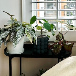🪴
Love filling my space with plants 
Budget friendly and felt nurturing when seeing new leaves coming out ❤️
Pots are from H&M home, no longer available on webiste but they always offer buget friendly planters!
#homedecor #budget #hometips