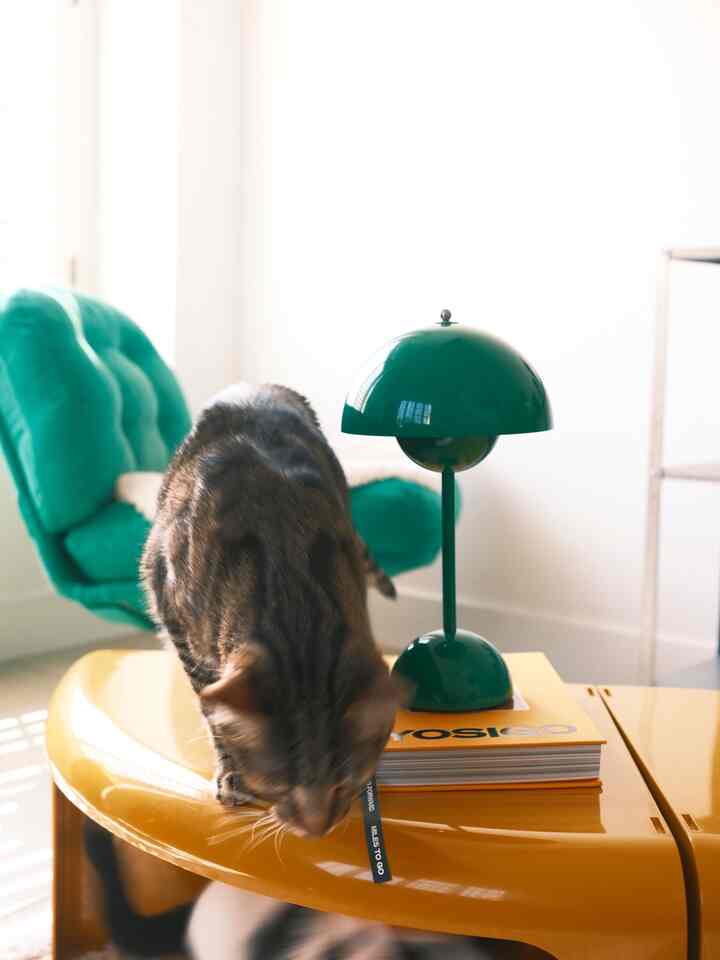 Cozy living room with a green armchair, green table lamp on a yellow table featuring a cat in the foreground