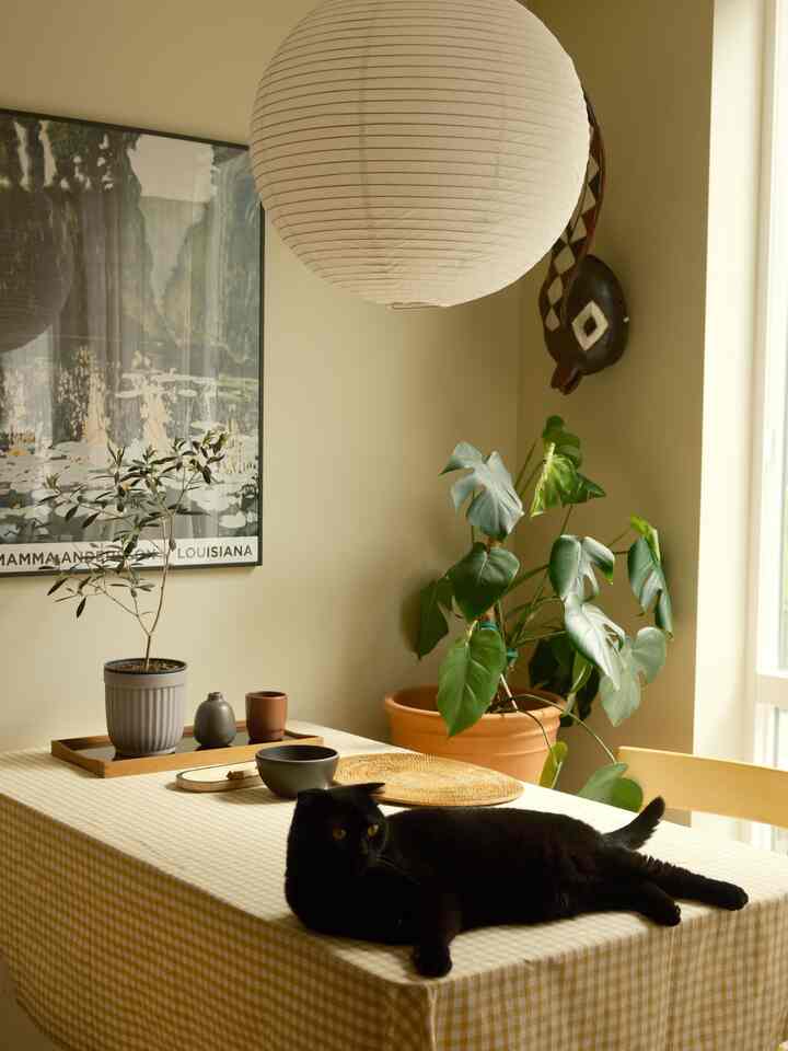 Natural tone dining room with black cat lying on beige gingham tablecloth, large green plant adding cozy atmosphere