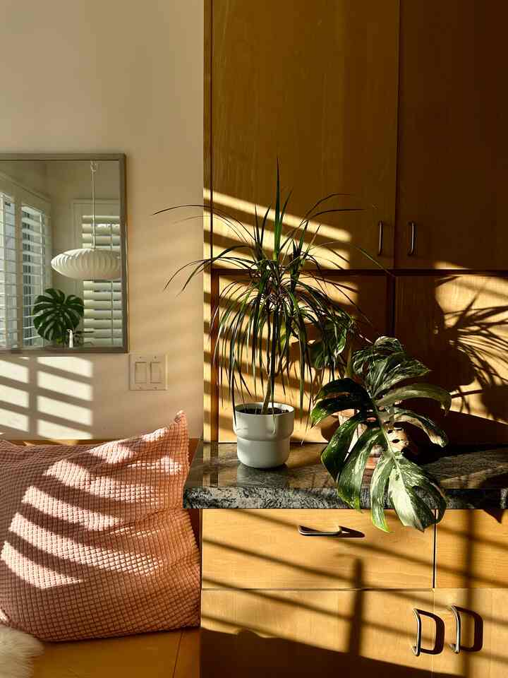 Afternoon lighting ☀️ 🪴
#indoorplant #planter #pendentlight 