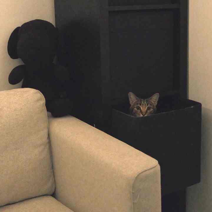 Cozy living room corner with a beige sofa, a black bookshelf, and a black box where a cat is hiding inside
