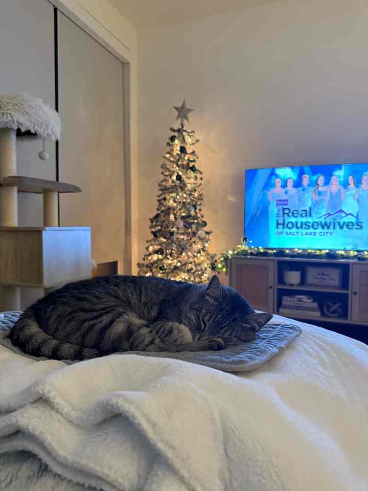 White and gray toned bedroom featuring Christmas tree, cat tower, and a sleeping cat creating cozy atmosphere