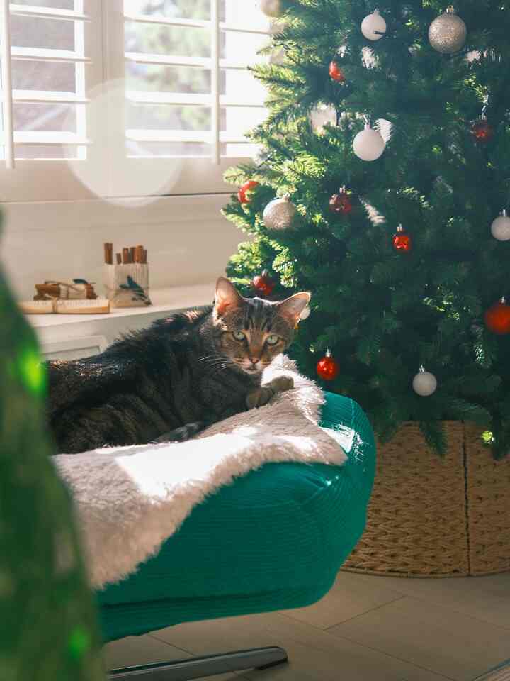 Just a cat enjoying his Christmas throne 😼


#OhouseHoliday