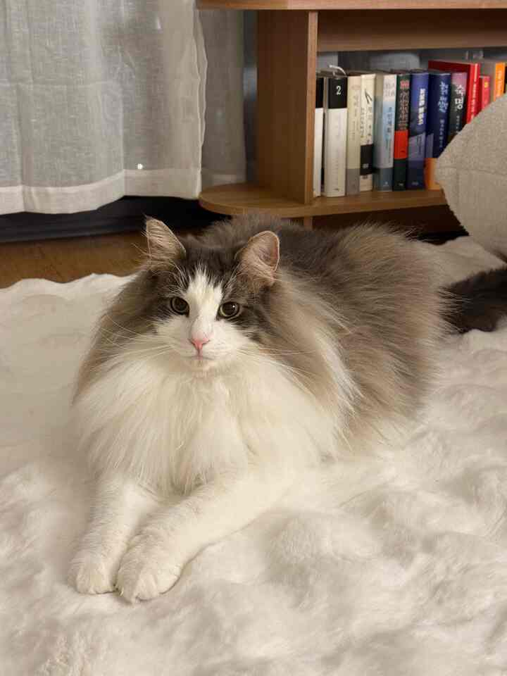 A cozy study corner blending white and wood tones, featuring a fluffy cat resting on a soft rug