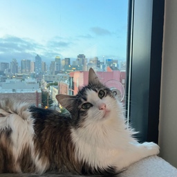 Creating the work-from-home space my cats love.
They always pick my lap the moment I start typing, so I made them a little window spot right next to my desk.
Now they can sunbathe, people-watch, and keep an eye on me while I work.
#OhouseGather #OhouseGlow #cozyhome #homeaesthetic #desksetup #wfhlife #homeofficeinspo
#catsathome #catcorner #catmomlife #windownook #minimaldesksetup #workspacegoals
#homestyling #cozyliving #simpleaesthetic #softaesthetic #neutralaesthetic