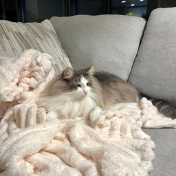 Winter slowly settling in 🤍
A soft blanket, a quiet sofa, and a very content cat.
As the days get colder, moments like this make home feel extra comforting.
Sometimes the simplest corners are the ones we return to the most.
#OhouseGlow #OhouseCozy #CozyHome #winterathome #neutralhome #softtextures #calmspaces #homeaesthetic