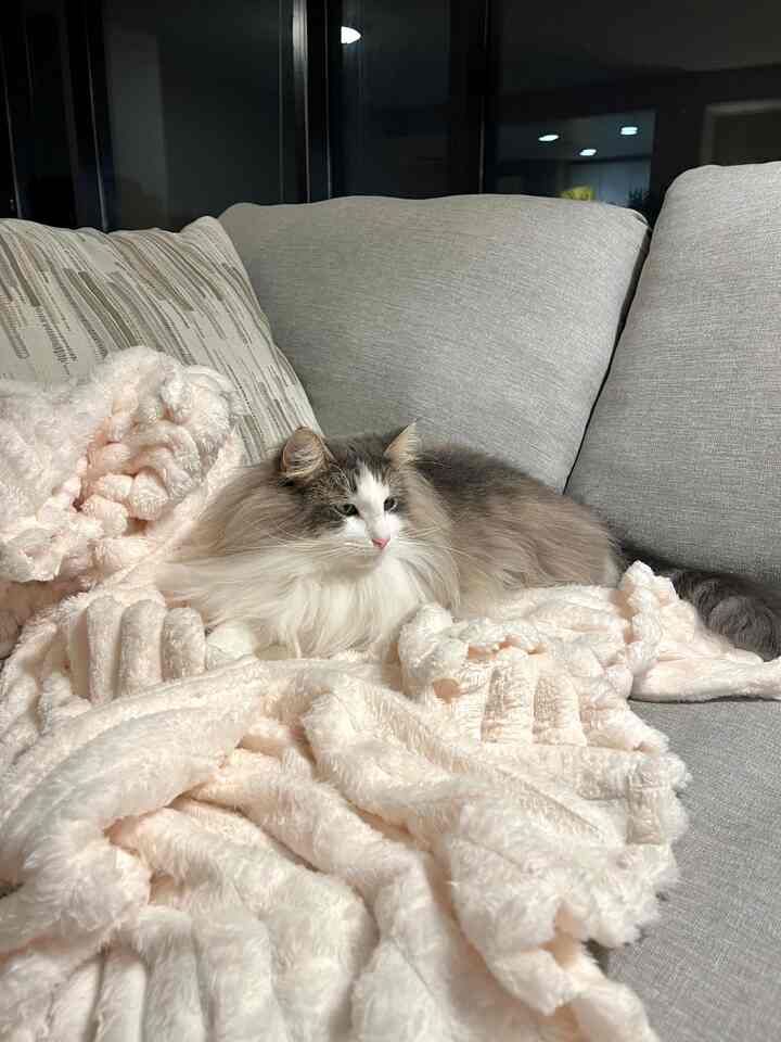 A naturally toned living room featuring a gray sofa with a soft blanket and a content cat resting comfortably, creating a cozy atmosphere