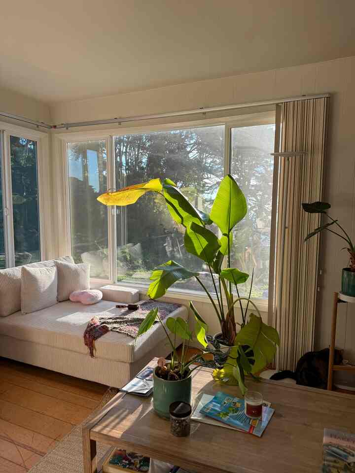 Natural color and white tone living room featuring a sofa bed, coffee table, and plants creating a cozy atmosphere