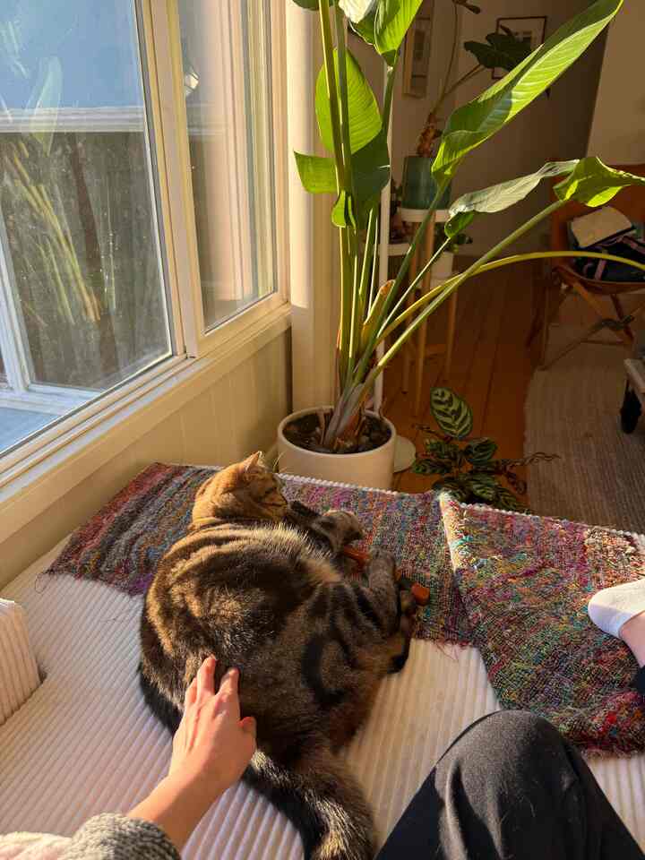 Cozy natural living room bathed in warm golden hour sunlight featuring a sofa bed, a cat resting, and a large plant