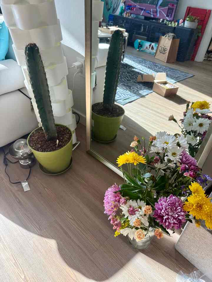 Love adding spring florals into my space for more pops of color #spring #florals #plantinterior #livingroom