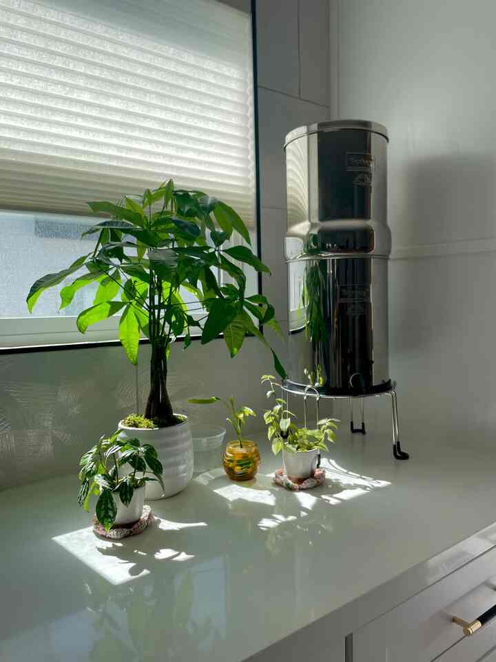 Kitchen countertop plants 🌿 #natural #minimalistkitchen #plants