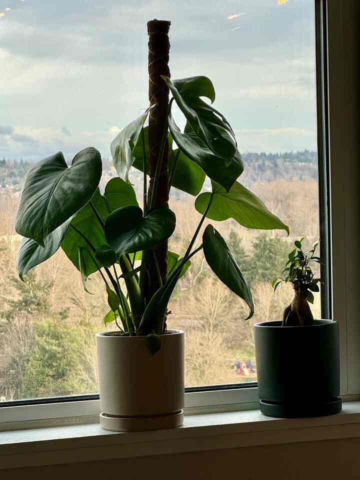 #plants #Planterrier #monstera 