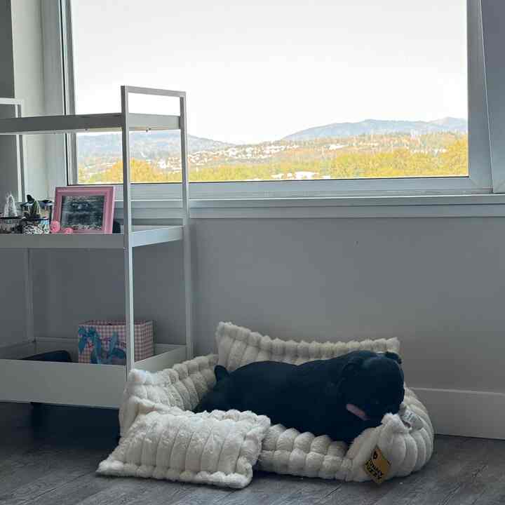 White-toned living room featuring a large scenic window, white utility trolley, and a black dog resting on a cozy white pet bed, giving a natural ambiance