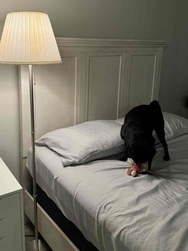 White and gray toned bedroom featuring a bed, floor lamp, and a dog playing with plush toy creating a cozy atmosphere