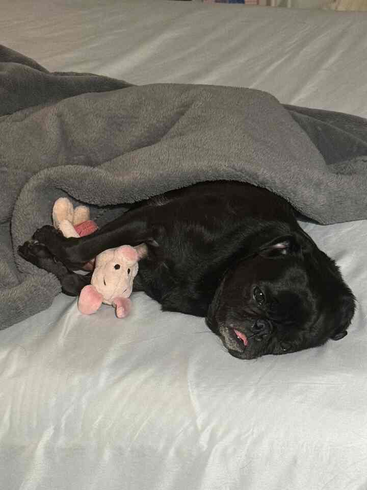 Cozy bedroom with a black dog lying on white bedspread and gray blanket partially covering the pet